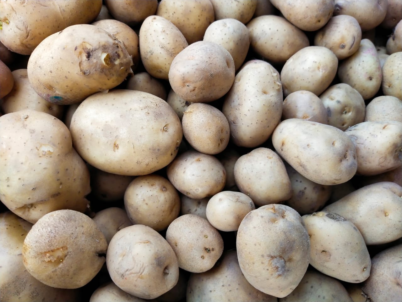 Fresh potatoes sales in Pudukkottai