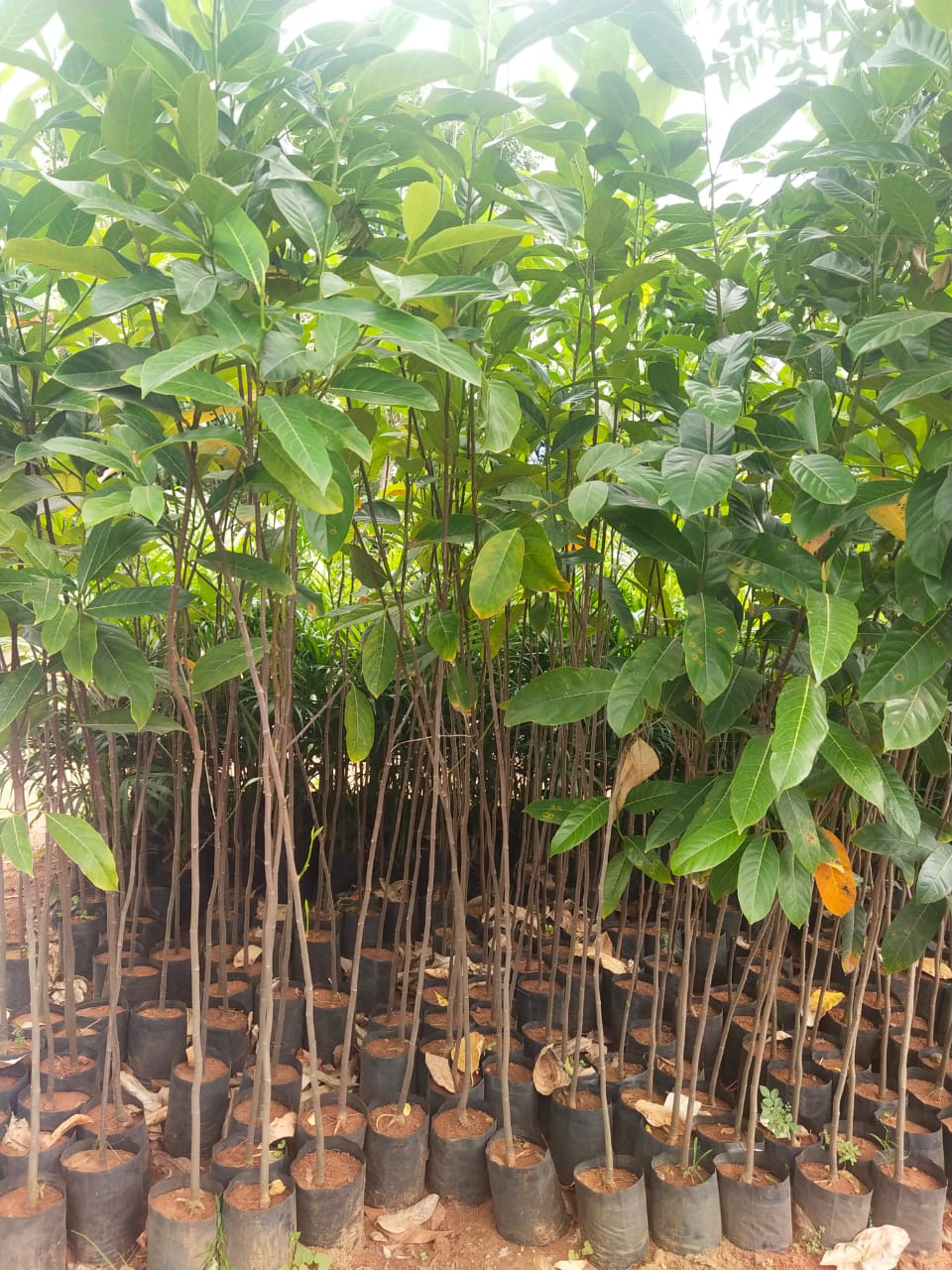 Jackfruit trees sales in Tamilnadu.