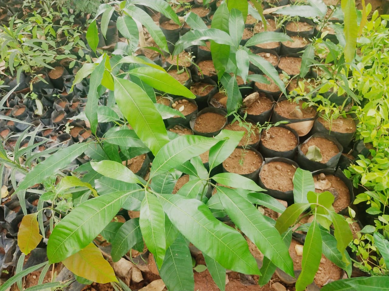 mango trees sales in Tamilnadu.