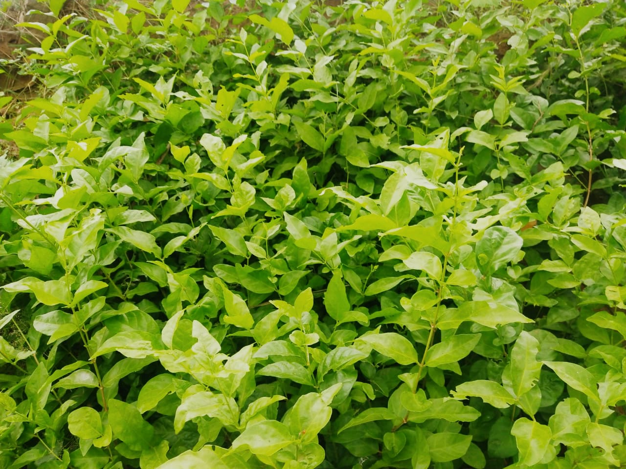 jasmine plant sales in Tamilnadu.