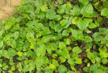 kantam thipli  herbal plant sales in Tamilnadu.