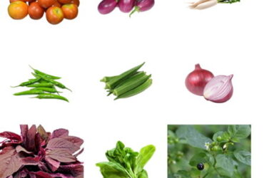 High Quaity Vegetable Seeds Online in India