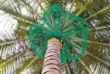 Best Coconut Tree Safety Nets in Bangalore. Call "Menorah CocoNets" – 6362539199